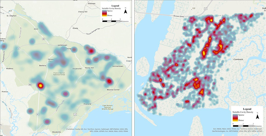 map of tree cavities in sc