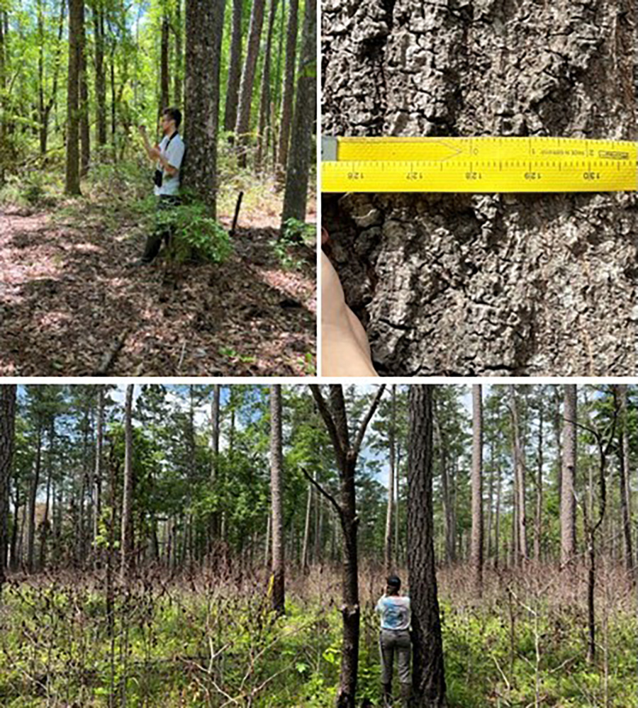 students taking measurements in the forest