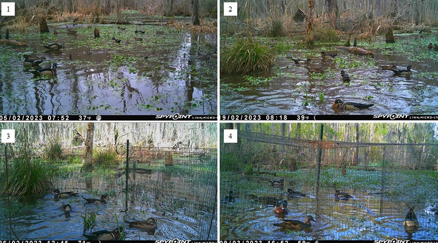 four camera feeds of a lake