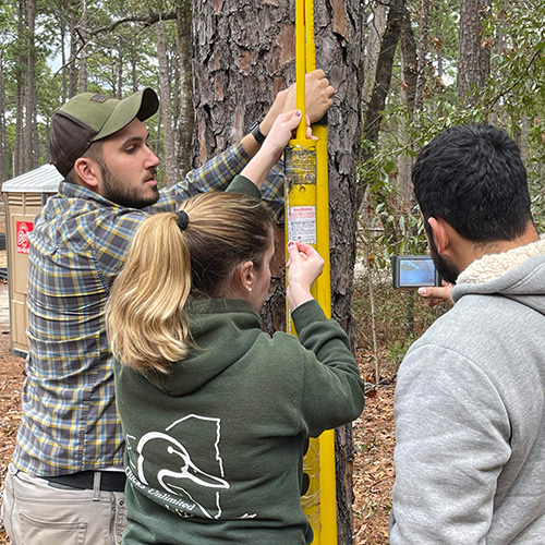 students measuring cavities in trees