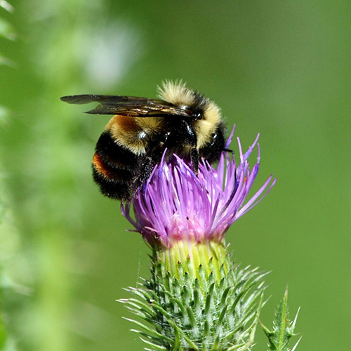 bee pollinating a flower