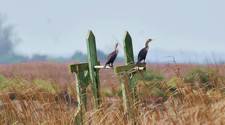 birds in a rice field