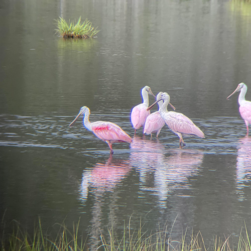 a collection of waterbirds in a lake