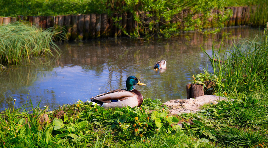 geese sitting near a lake