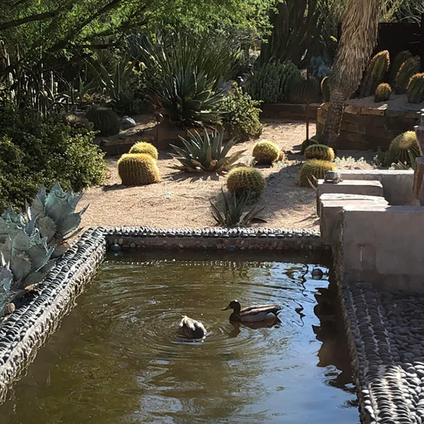 geese swimming in a lake