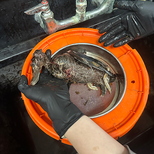 researchers holding a dead bird