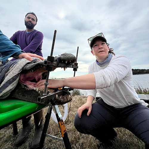 Researchers putting the hands in Alligators mouth to assess its diet