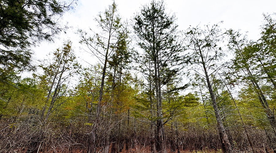 A collection of trees in a field