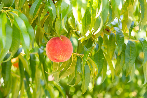 peach on a tree