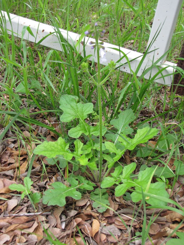 Lyreleaf Sage