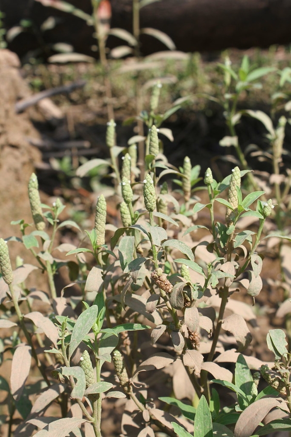 Gooseweed