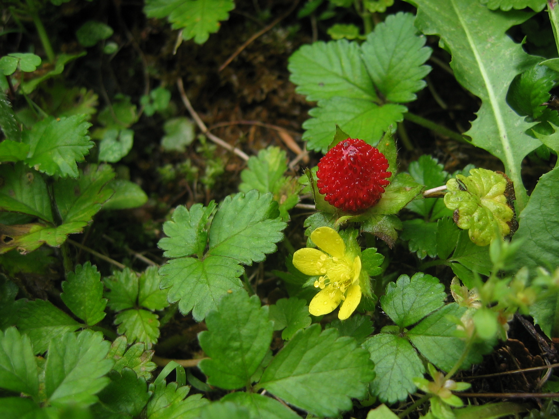 Indian mock-strawberry