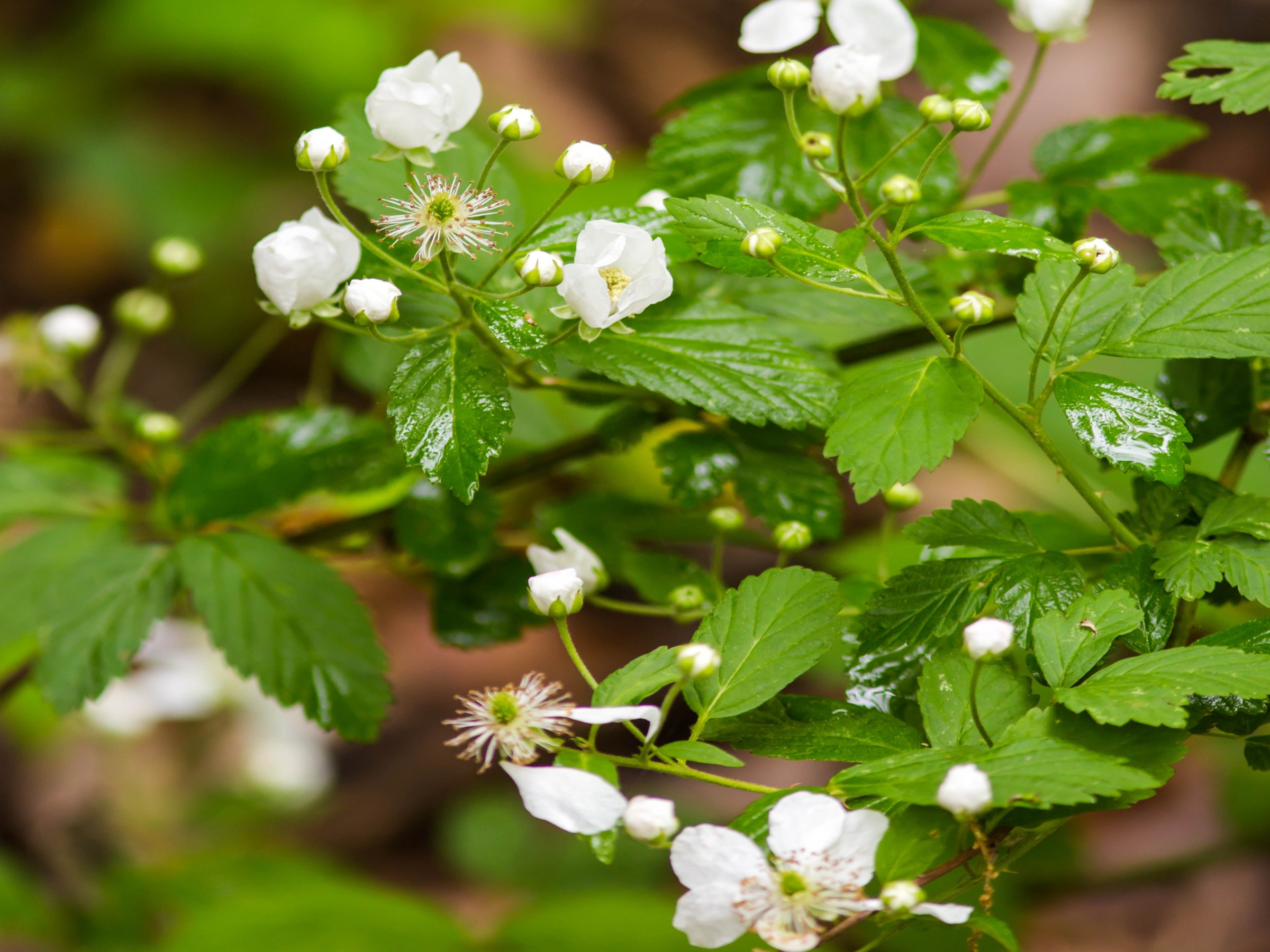 Southern dewberry