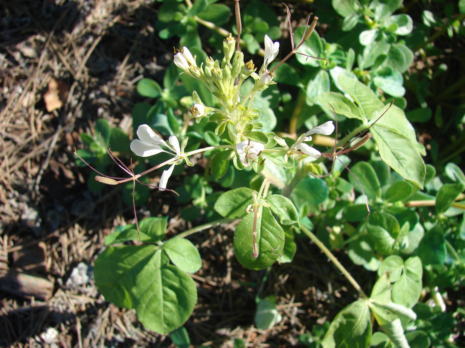 African spiderflower