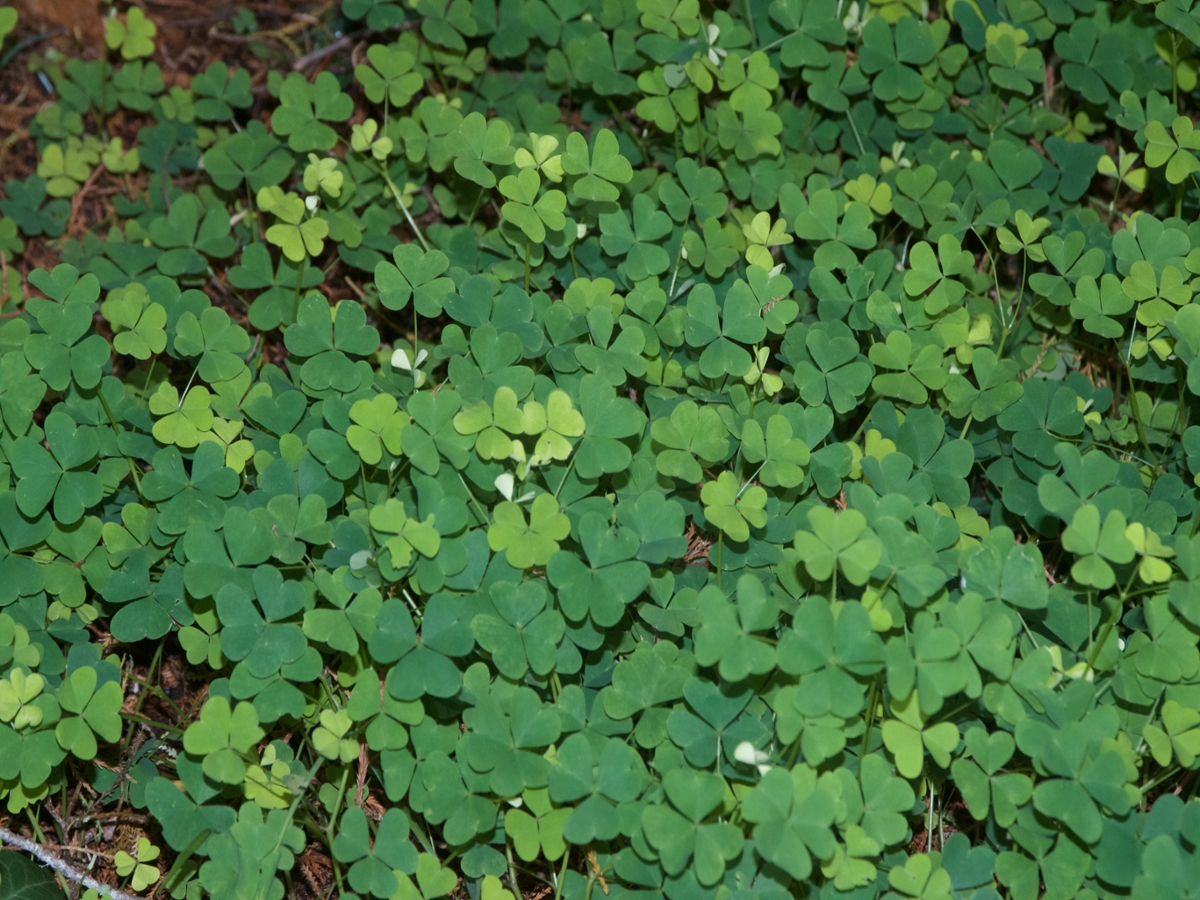 Yellow woodsorrel