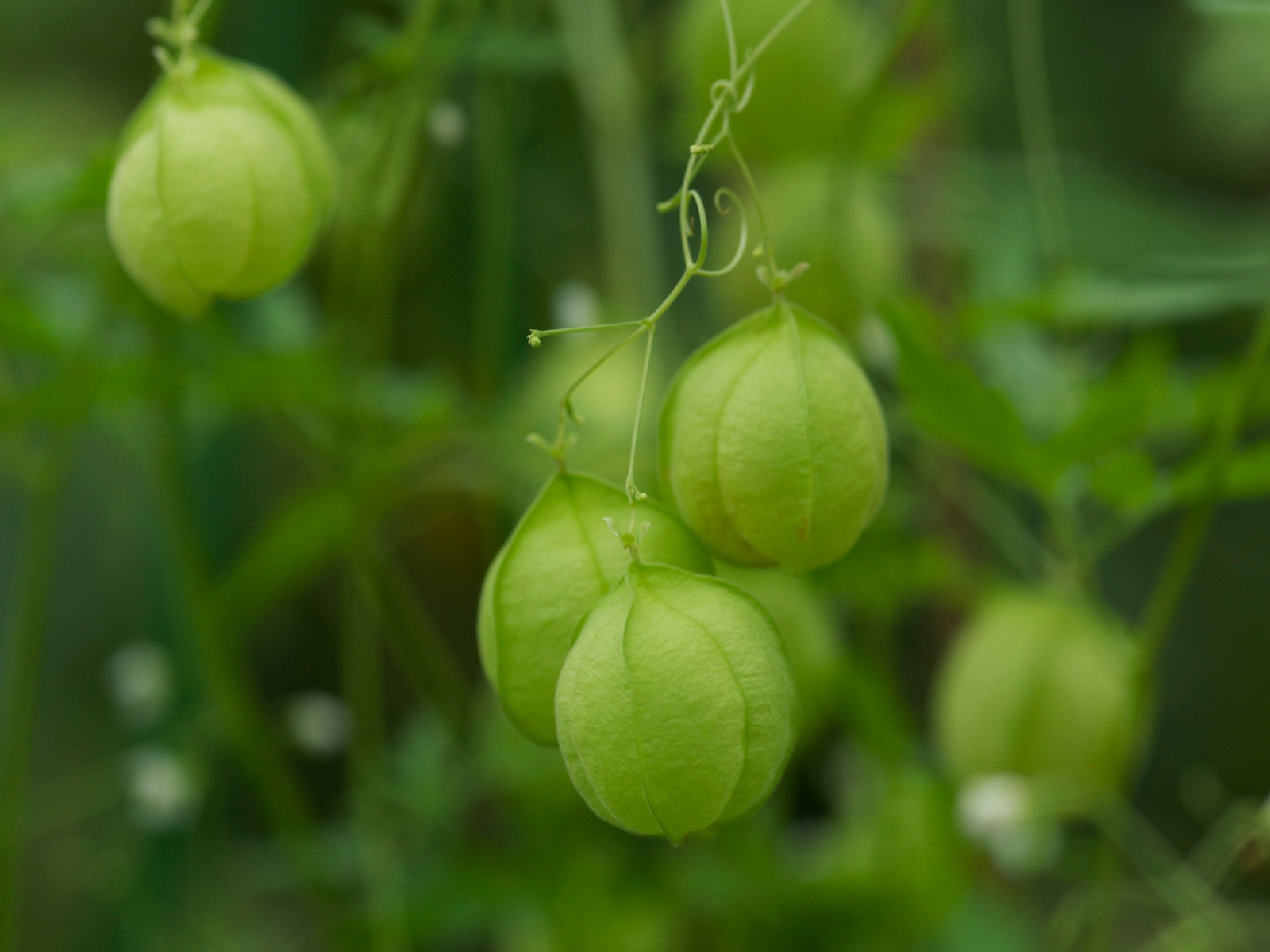 Balloon vine fruit