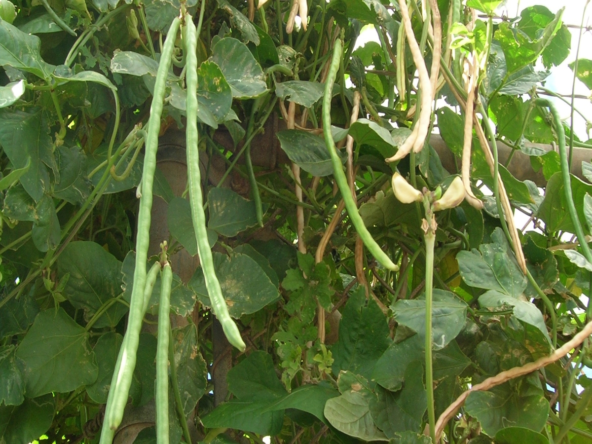 Cowpea | College of Agriculture, Forestry and Life Sciences | Clemson ...