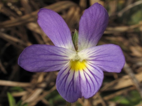 field pansy flower