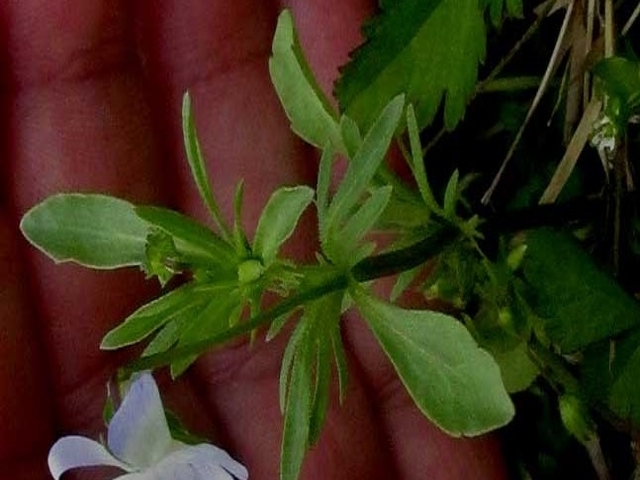 field pansy leaf