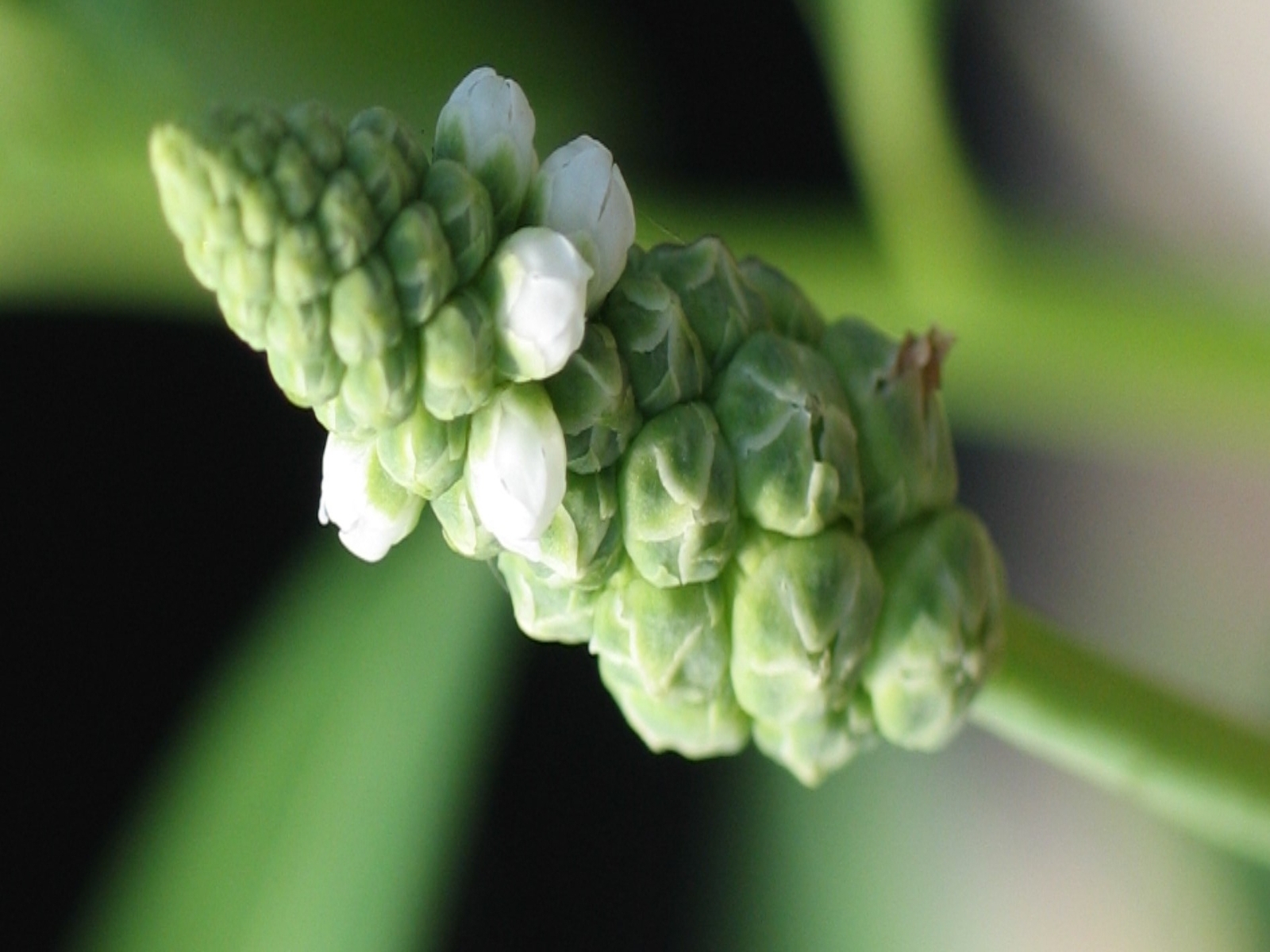 gooseweed flowers