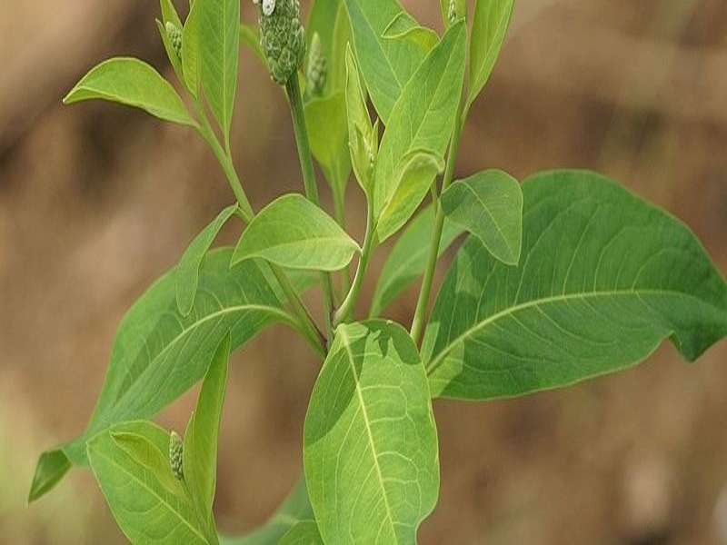 gooseweed leaves