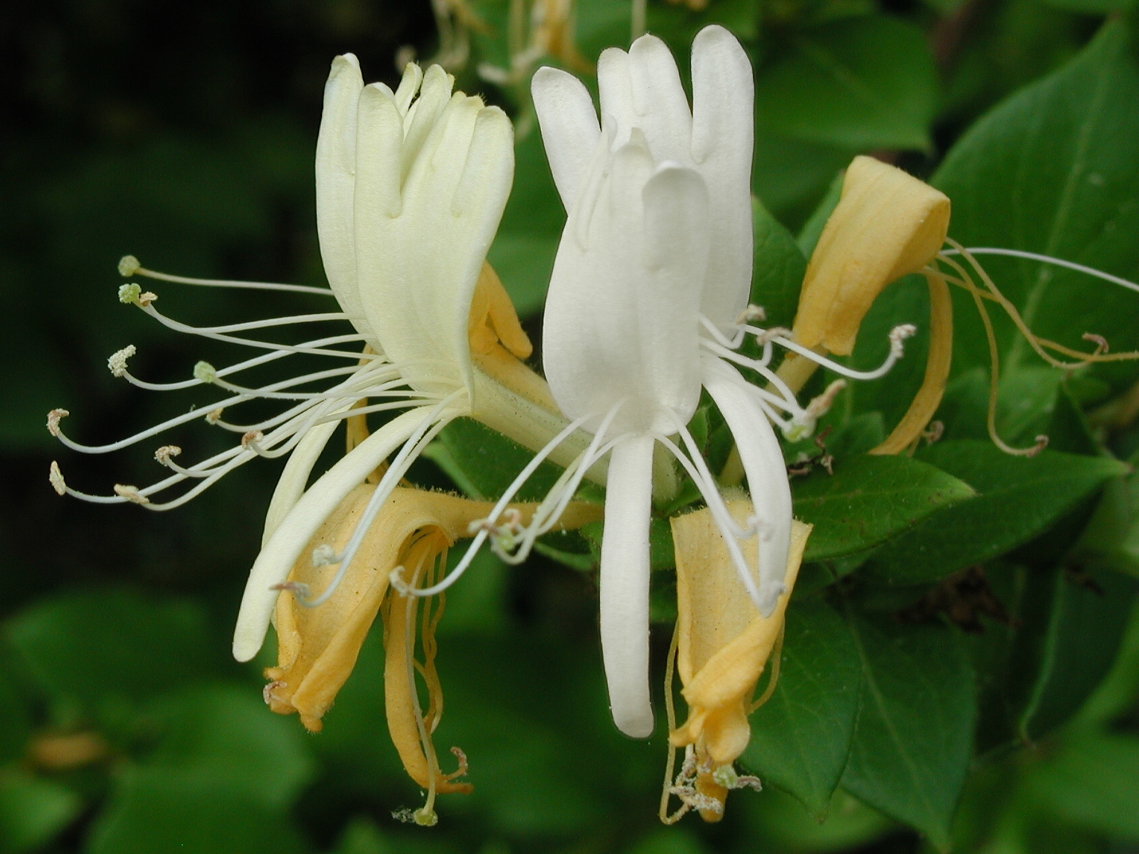 japanese honeysuckle flower
