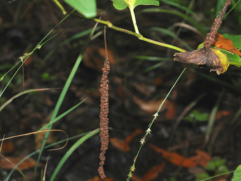 lizardstail fruit