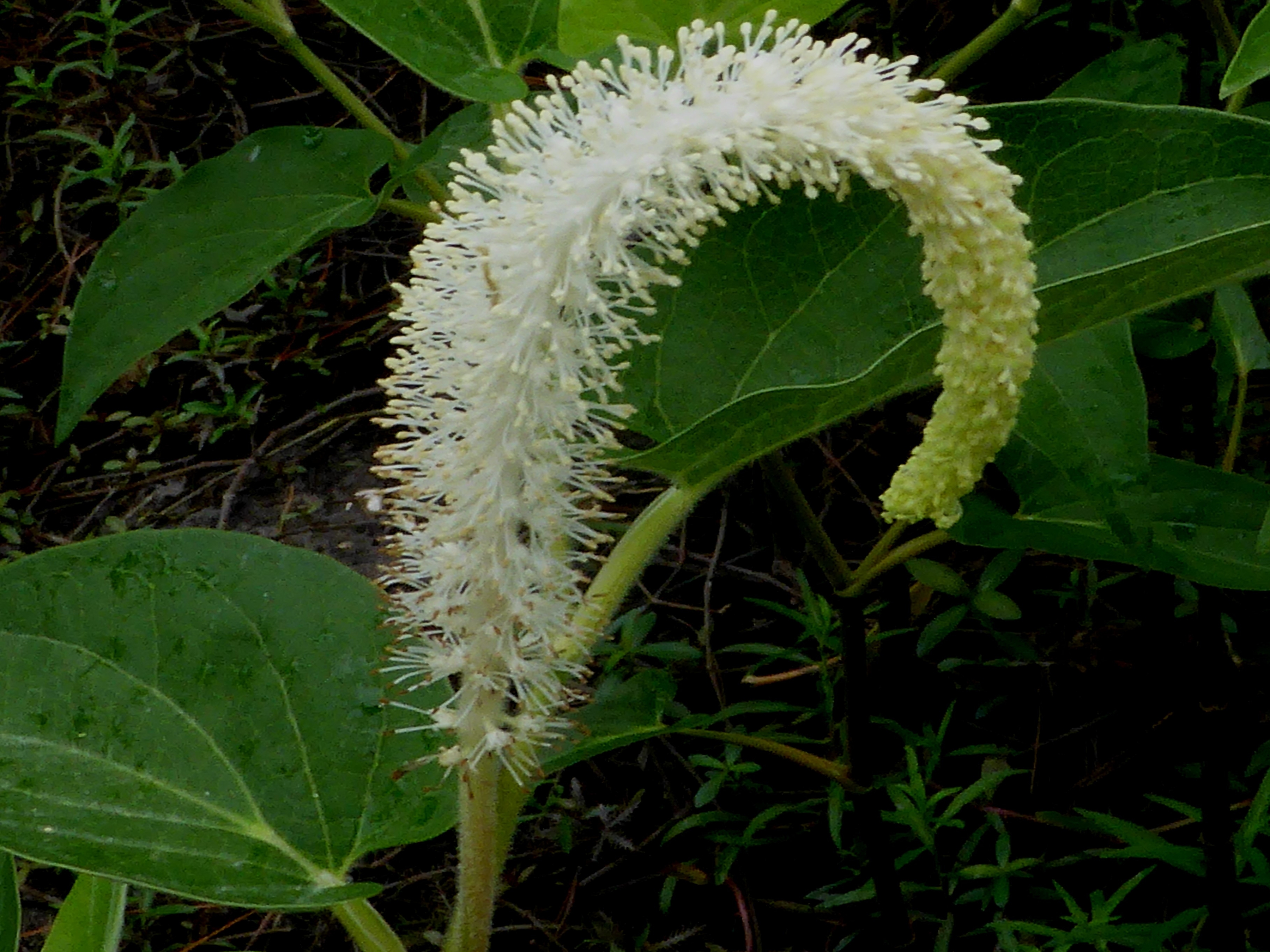 lizardstail flower