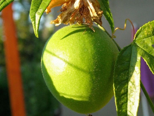 maypop passionflower fruit