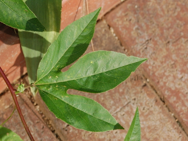 maypop passionflower leaves