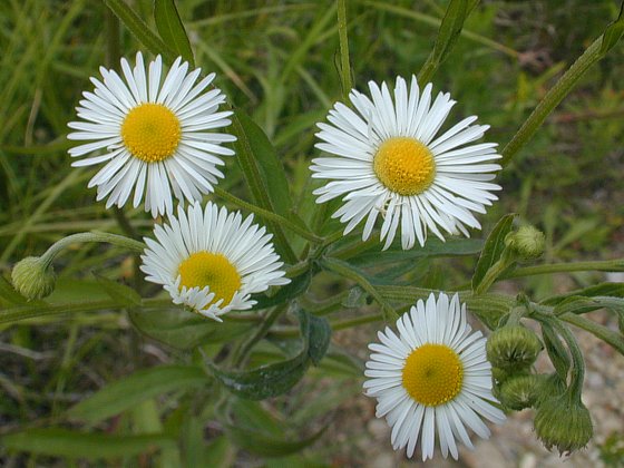 rough fleabane flowers