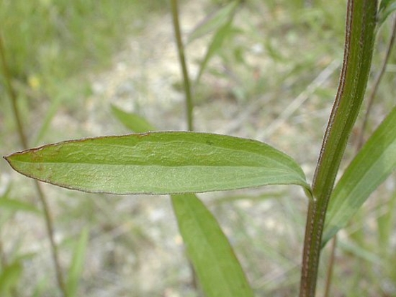 rough fleabane leaf