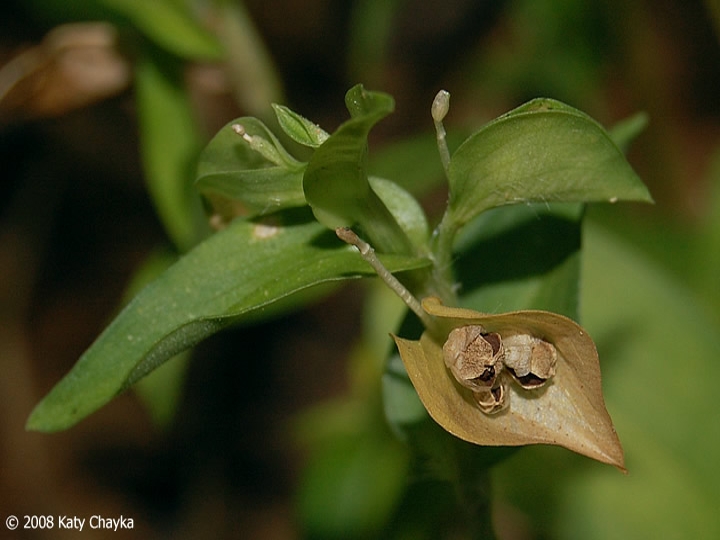 spreading dayflower fruit