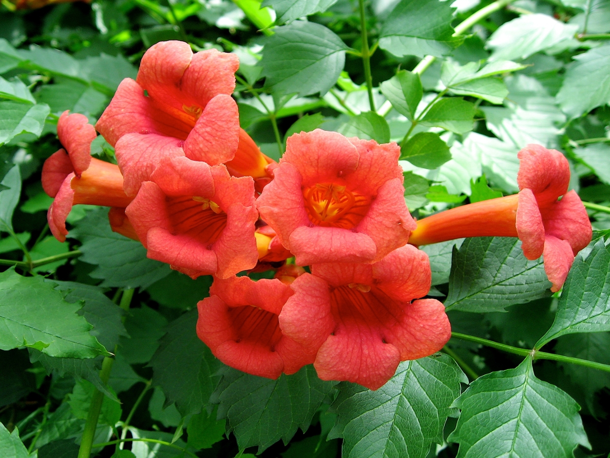 trumpetcreeper flowers