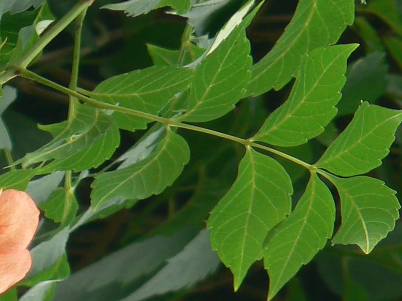 trumpetcreeper leaf