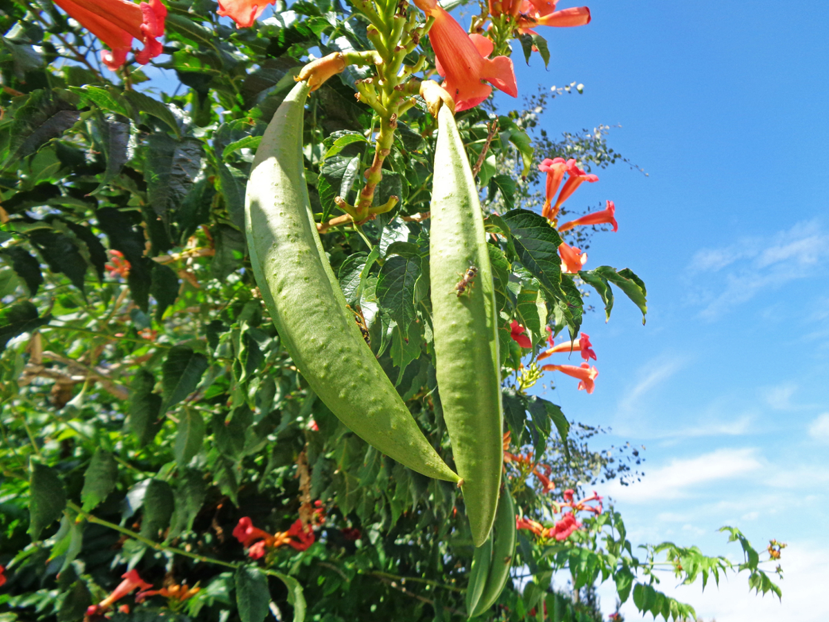 trumpetcreeper fruit