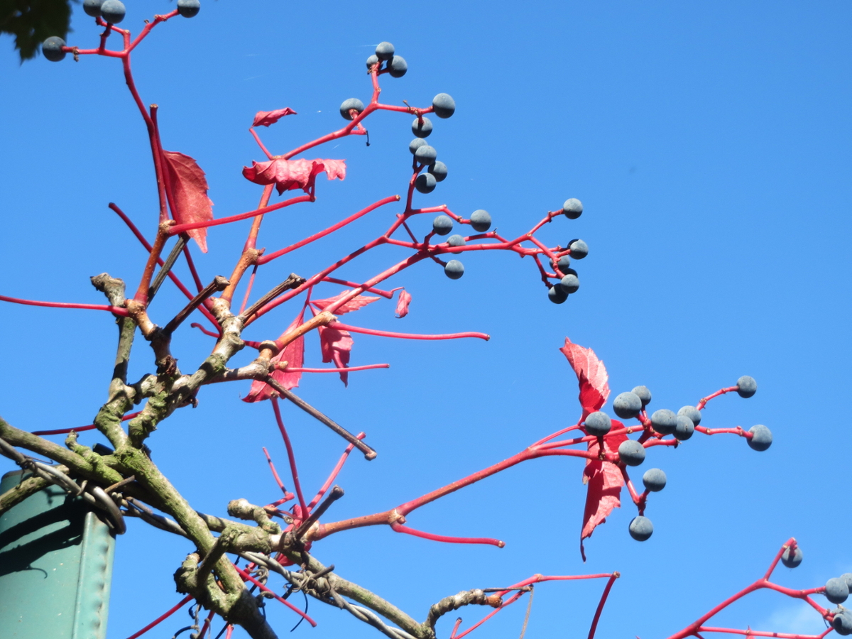 virginia creeper fruit