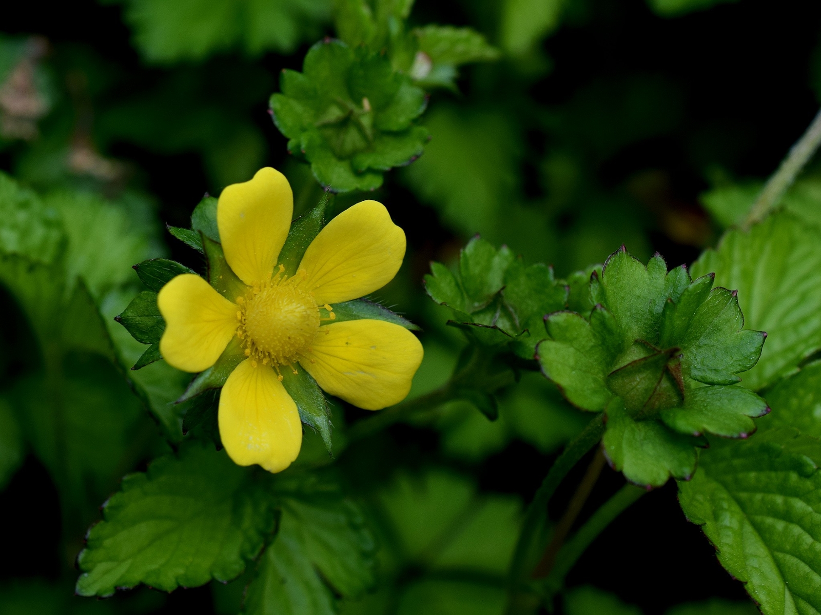 Indian mock-strawberry