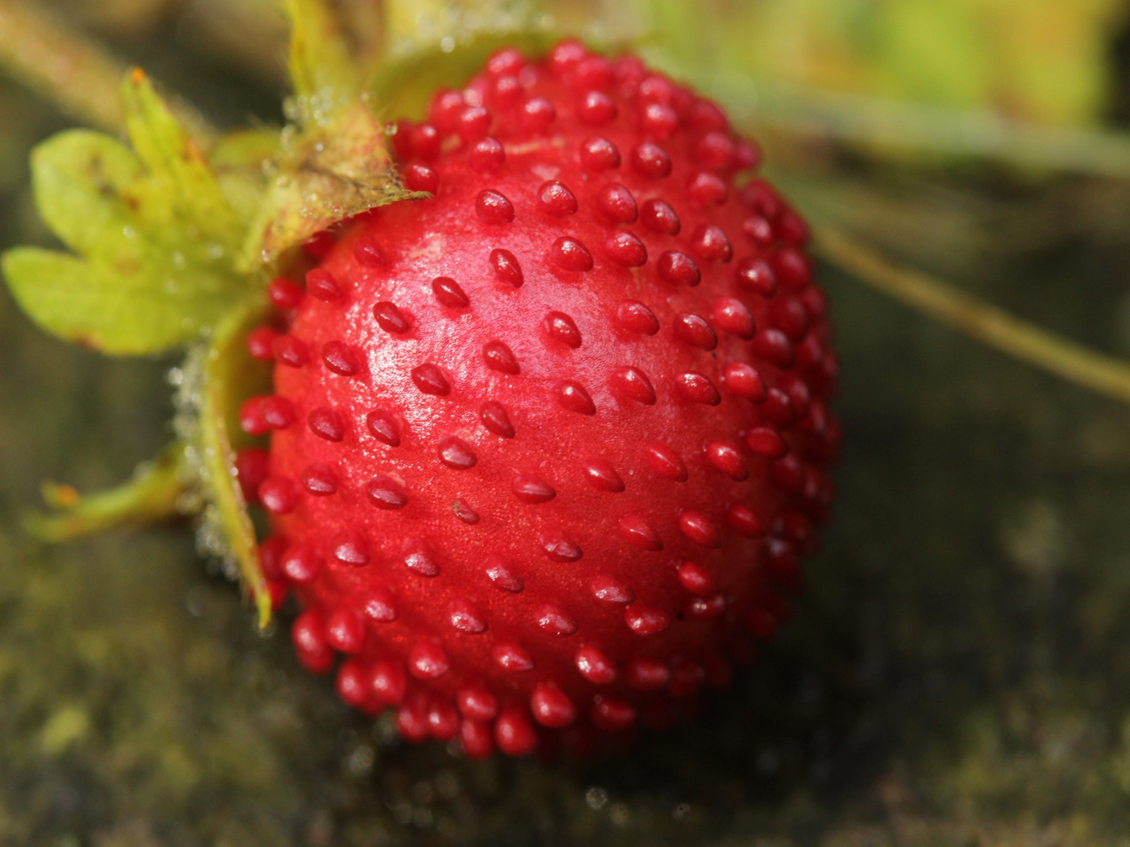 Indian mock-strawberry