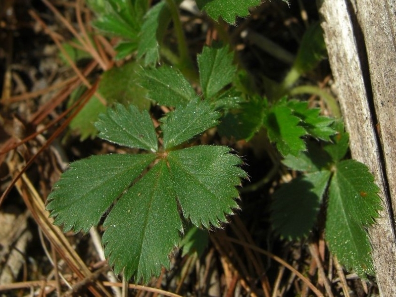 Indian mock-strawberry