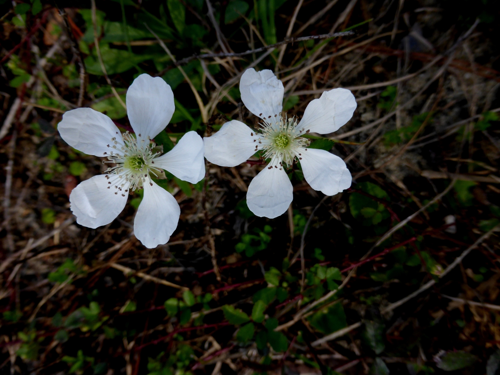 Southern dewberry flowers