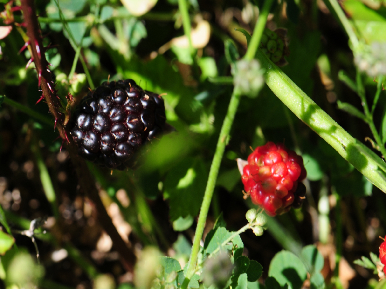 Southern dewberry fruit