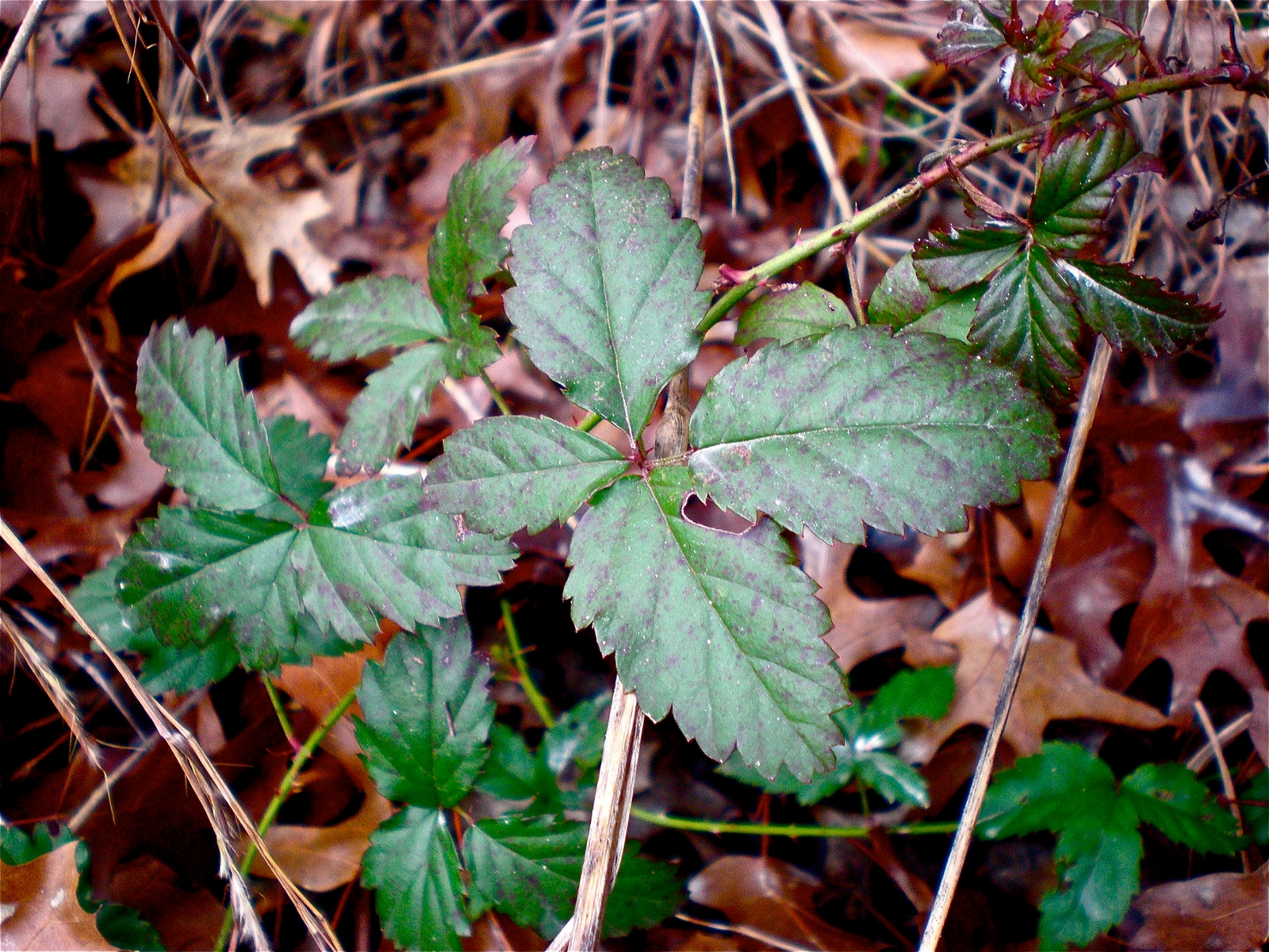 Southern dewberry leaves