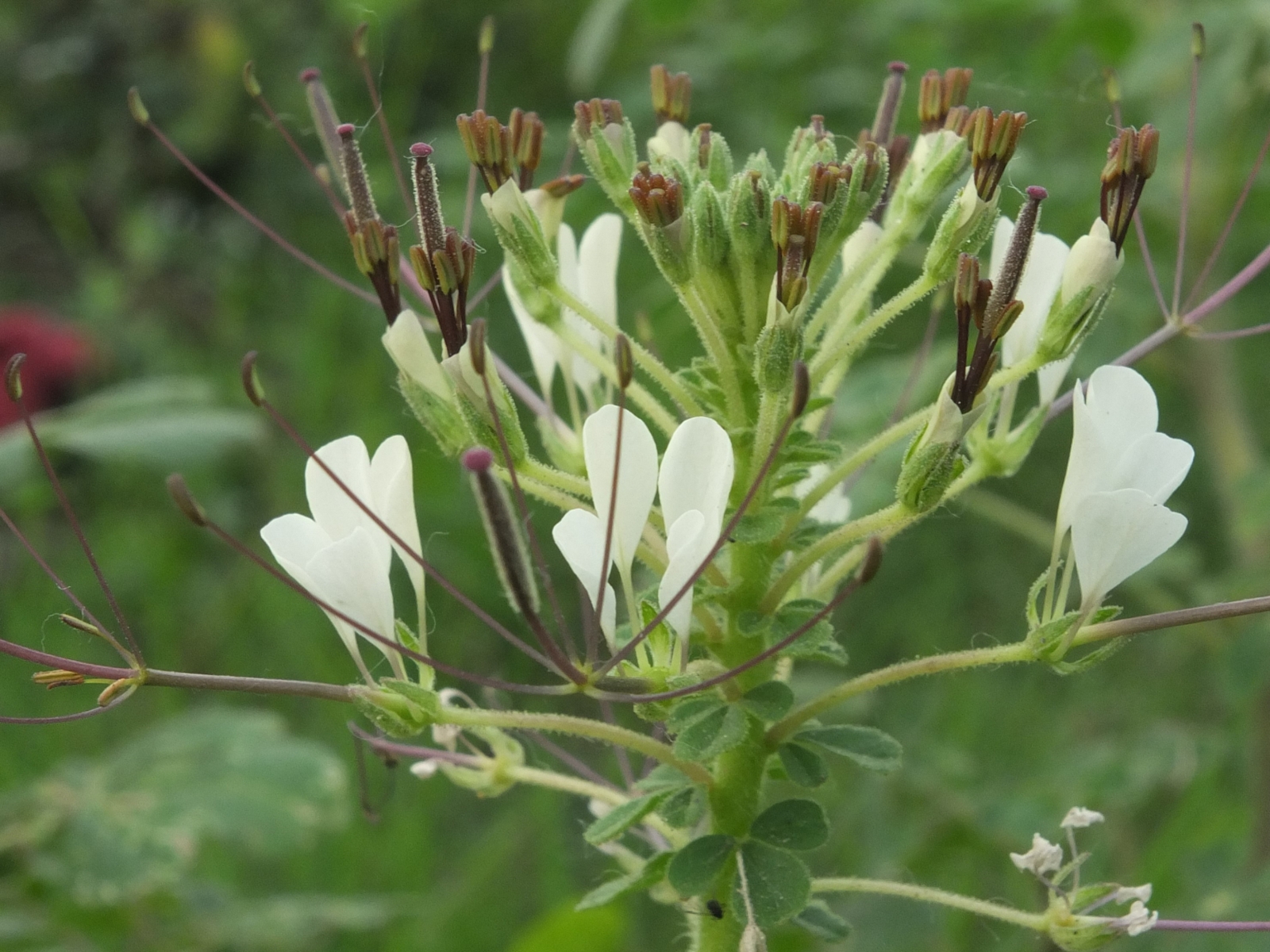 African spiderflower flower