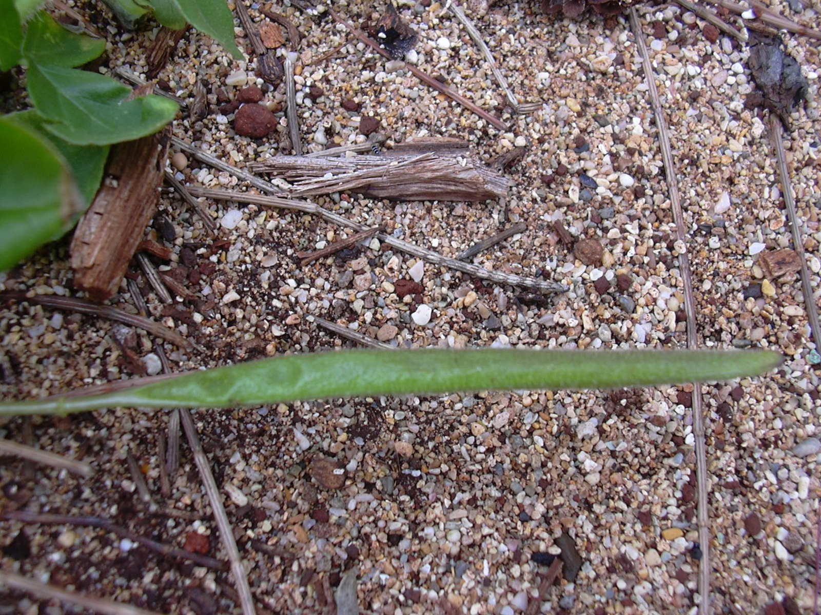 African spiderflower fruit