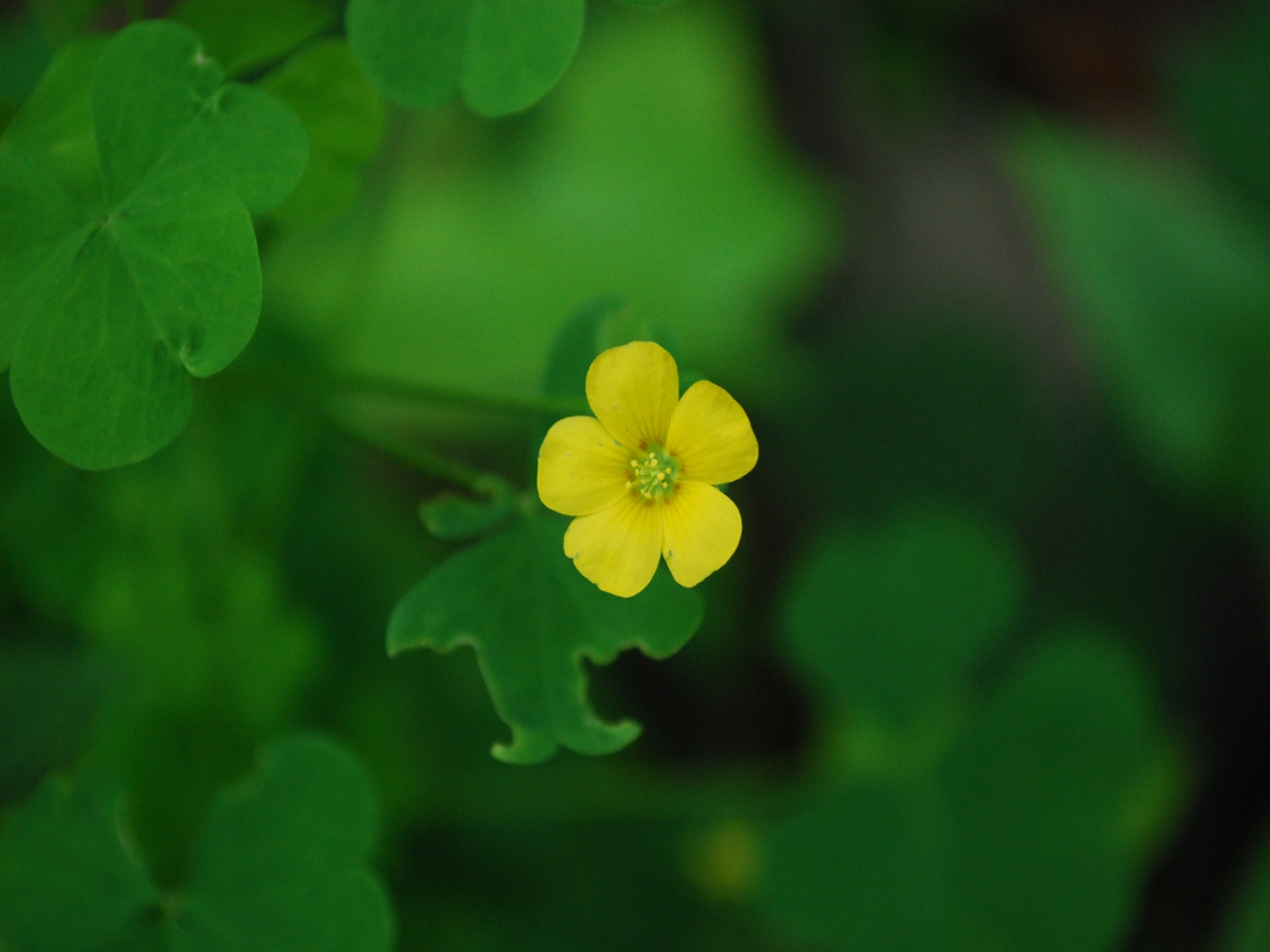 Yellow woodsorrel flower