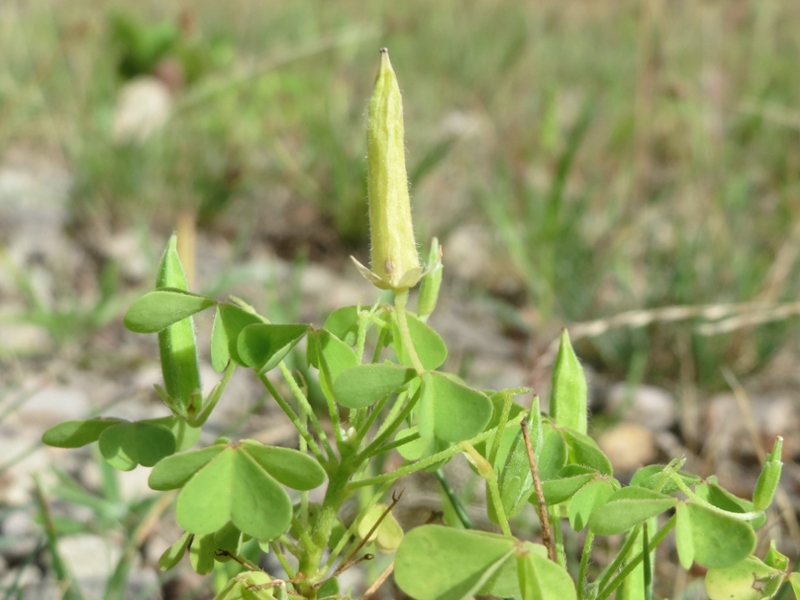 Yellow woodsorrel fruit