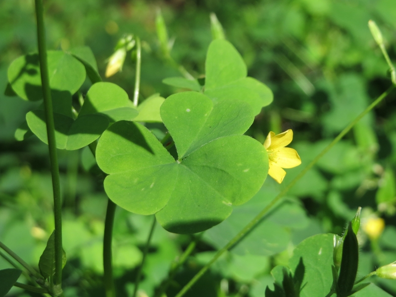 Yellow woodsorrel leaf