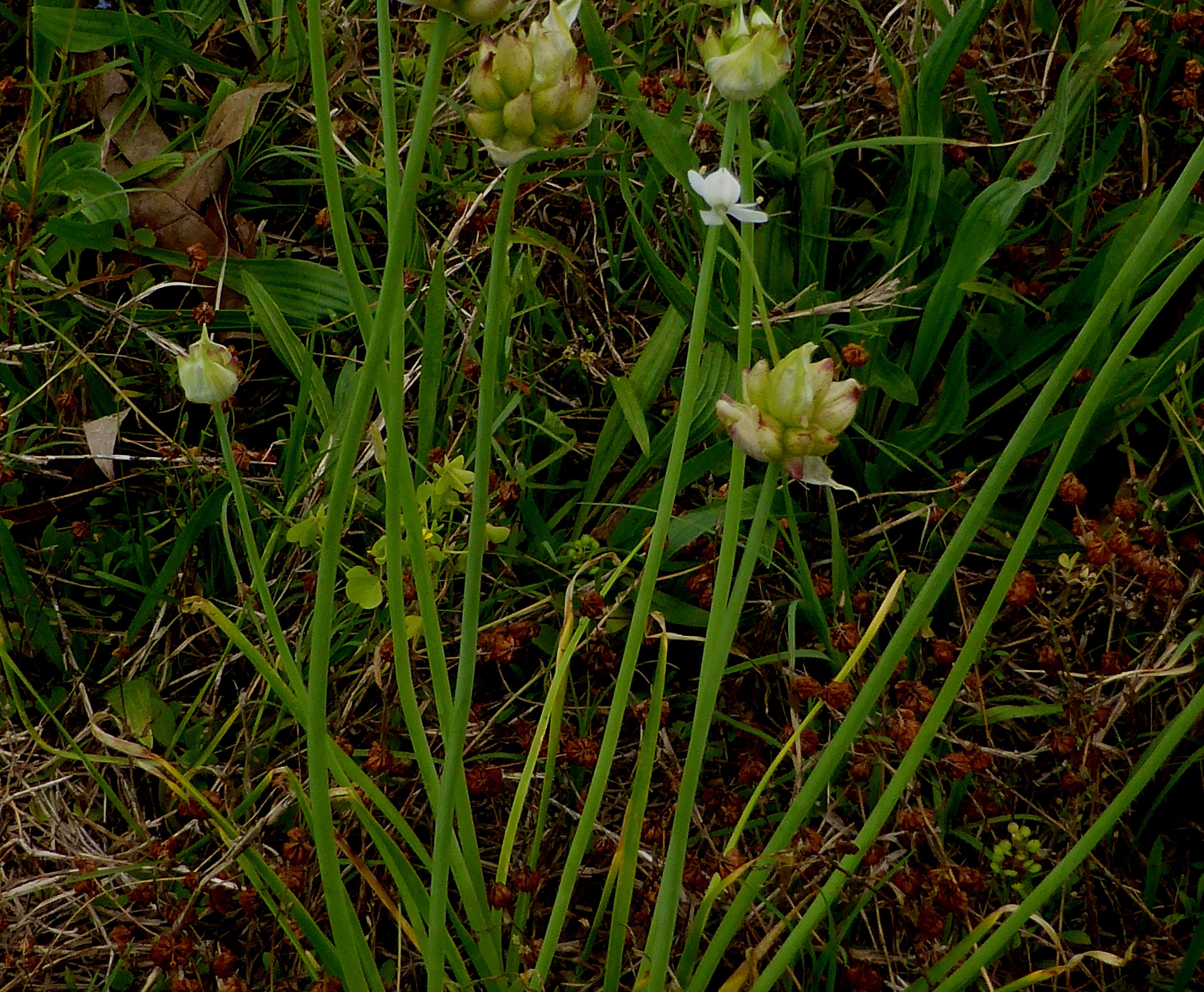 Wild onion