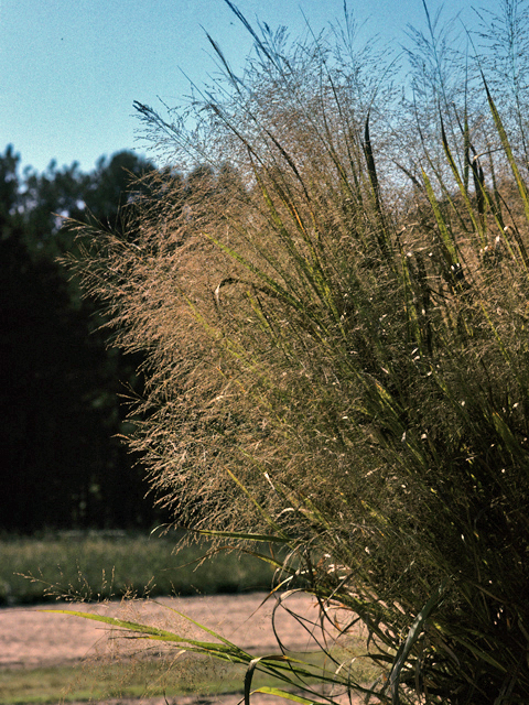 Switchgrass